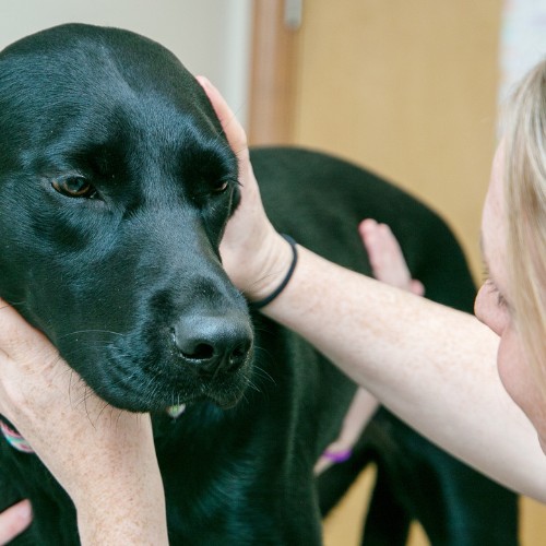 a vet staff affectionately pets a black dog