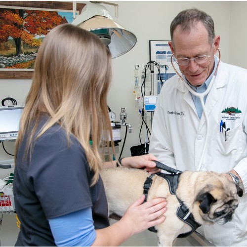 a vet staff examining a dog at a veterinary clinic