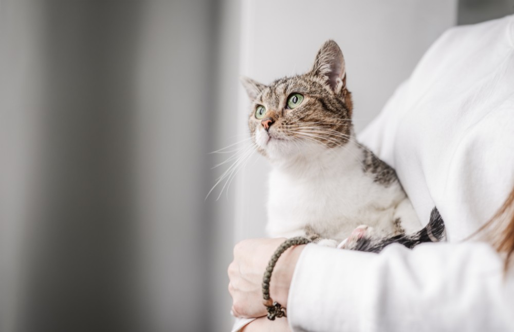 a veterinarian embraces a cat in her arms