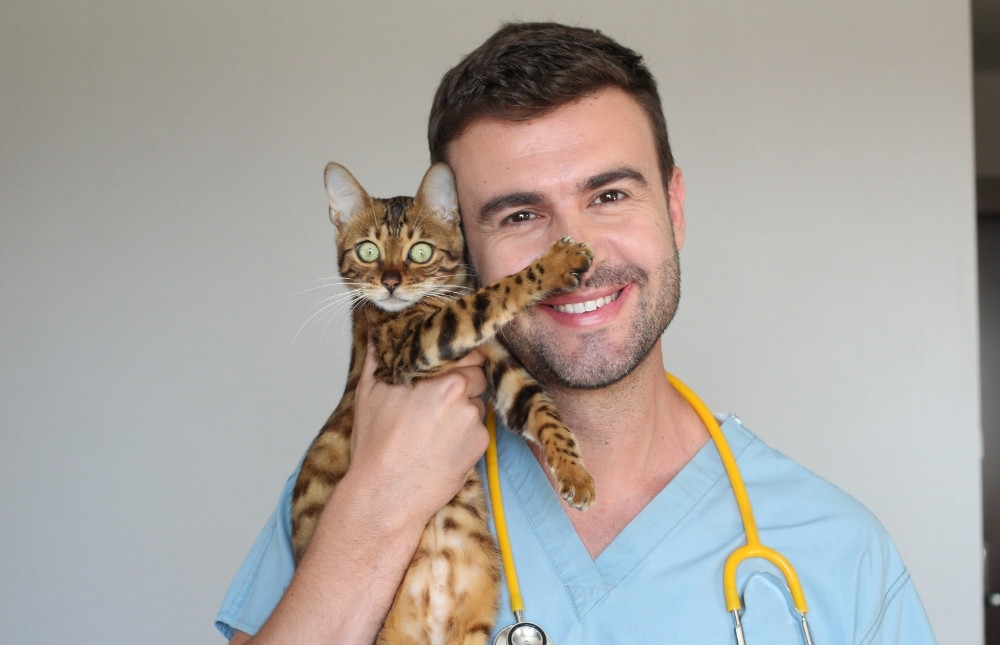 a veterinarian gently cradles a cat in his arms