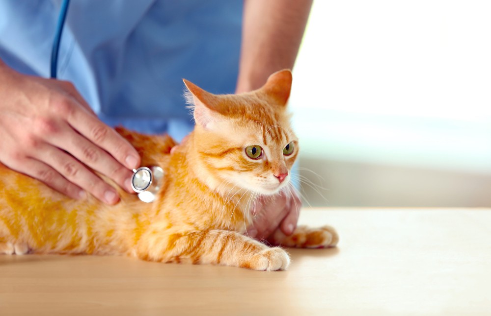 a veterinarian inspects an orange cat with a stethoscope