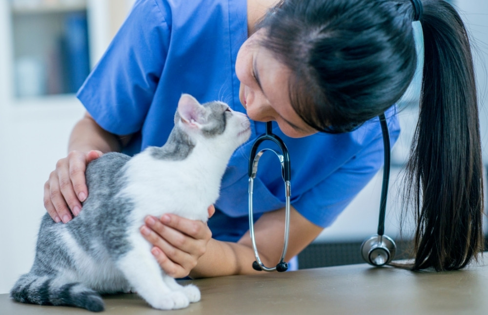 a vet wearing a blue scrub lovingly pets a cat