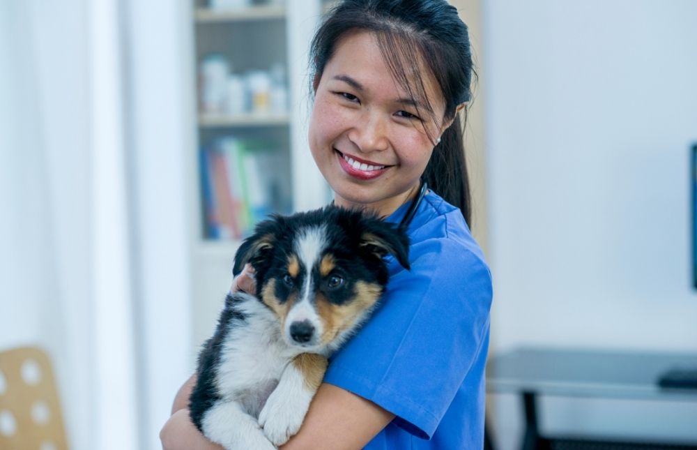 a woman in blue scrubs gently holds a dog