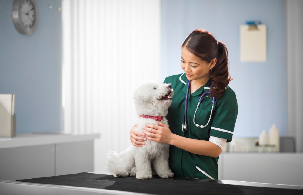 a veterinarian gently cradles a white dog