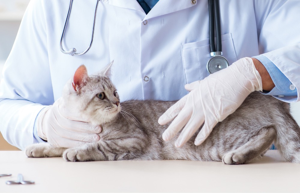 a vet carefully examines a cat on a table